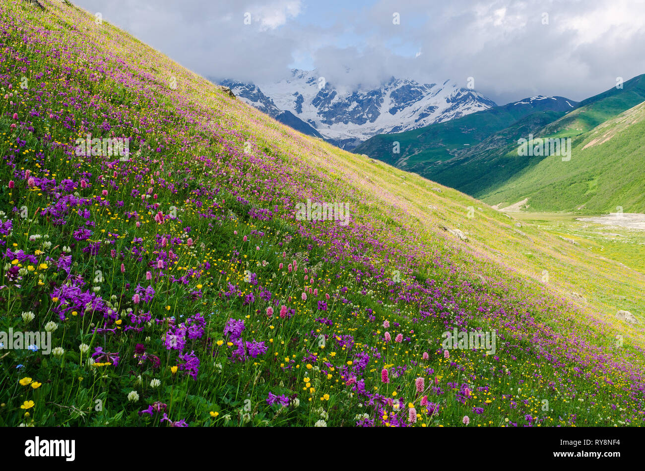 Summer landscape with mountain flowers. Sunny weather. Flowering hillside. Zemo Svaneti, Georgia, Caucasus Stock Photo