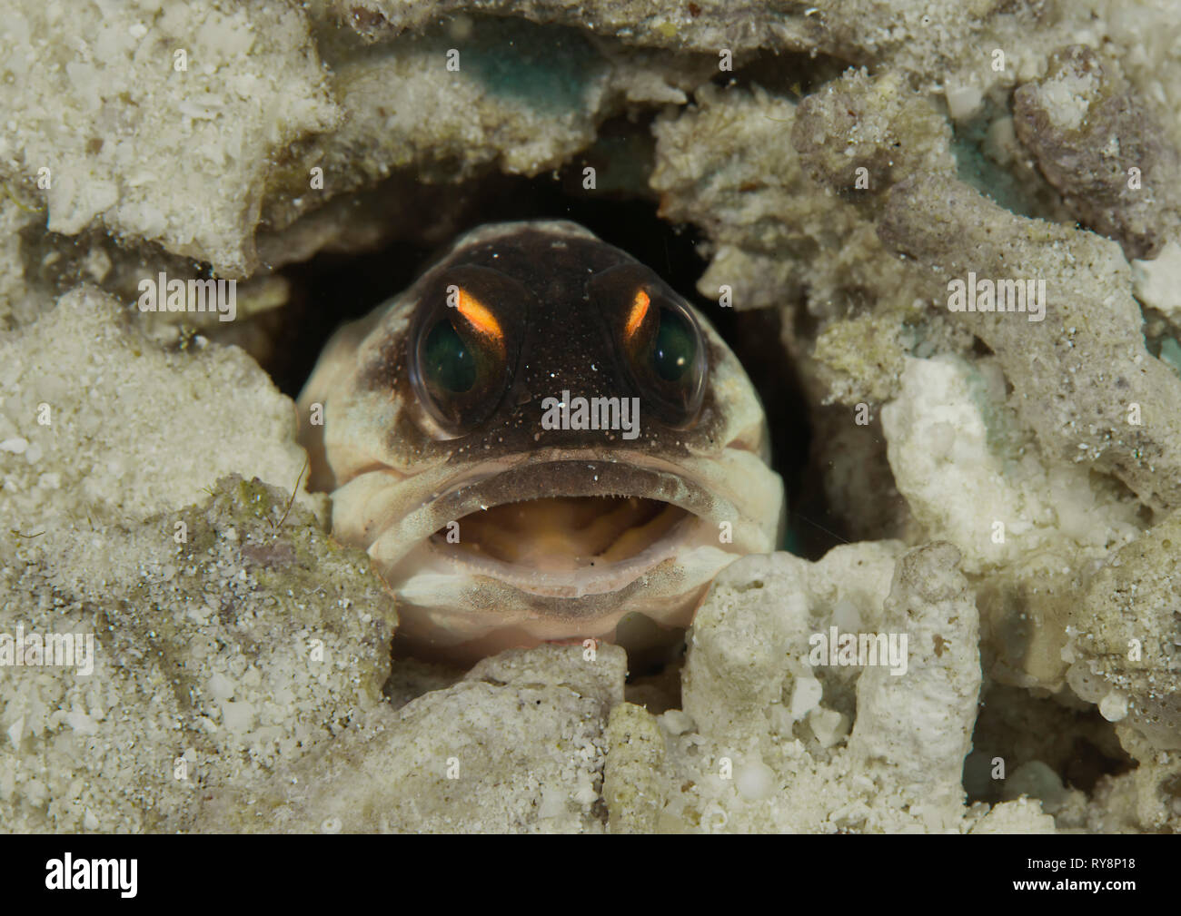 Spotfin Jawfish (Opistognathus sp) looking at me, Bali, Indonesia Stock Photo