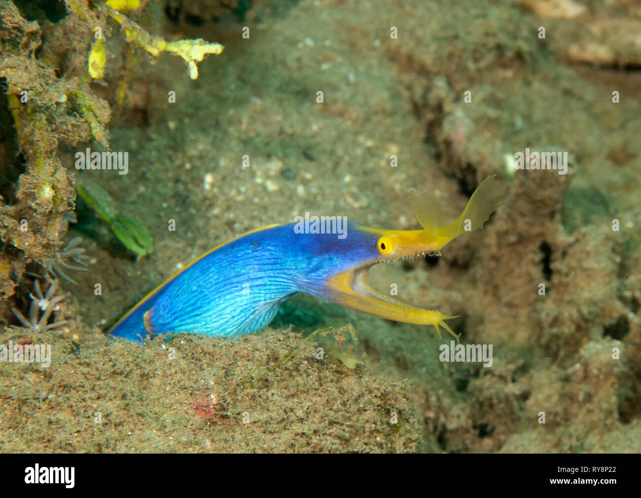 Blue Ribbon Eel or ghost ribbon eel, Rhinomuraena quaesita comes out of it's house, Bali Stock Photo