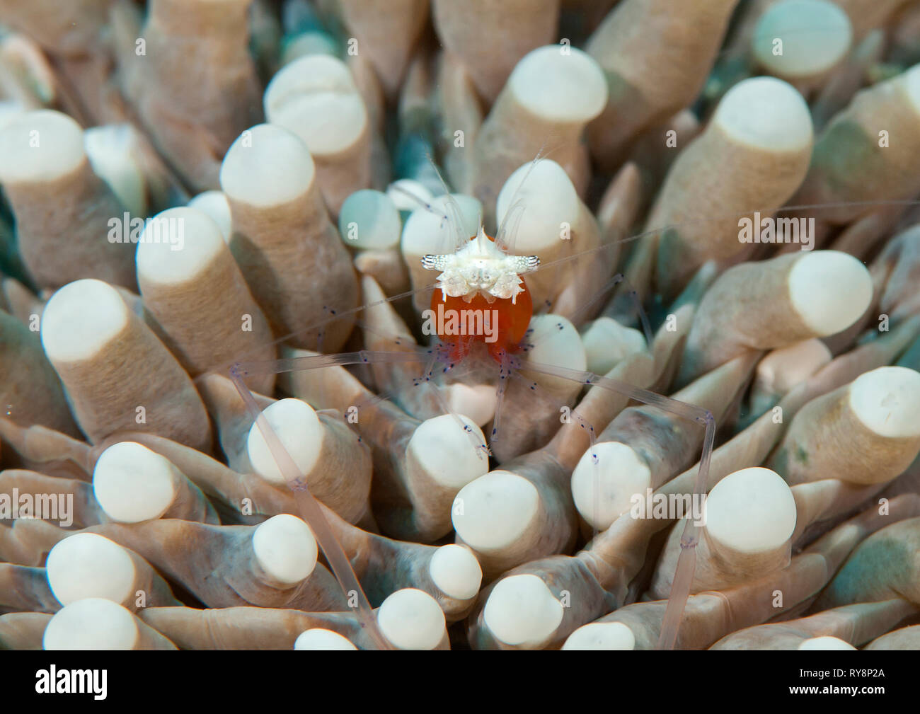 Mushroom coral shrimp ( Periclimenes kororensis) resting among tentacles of a sea anemone, Bali, Indonesia Stock Photo