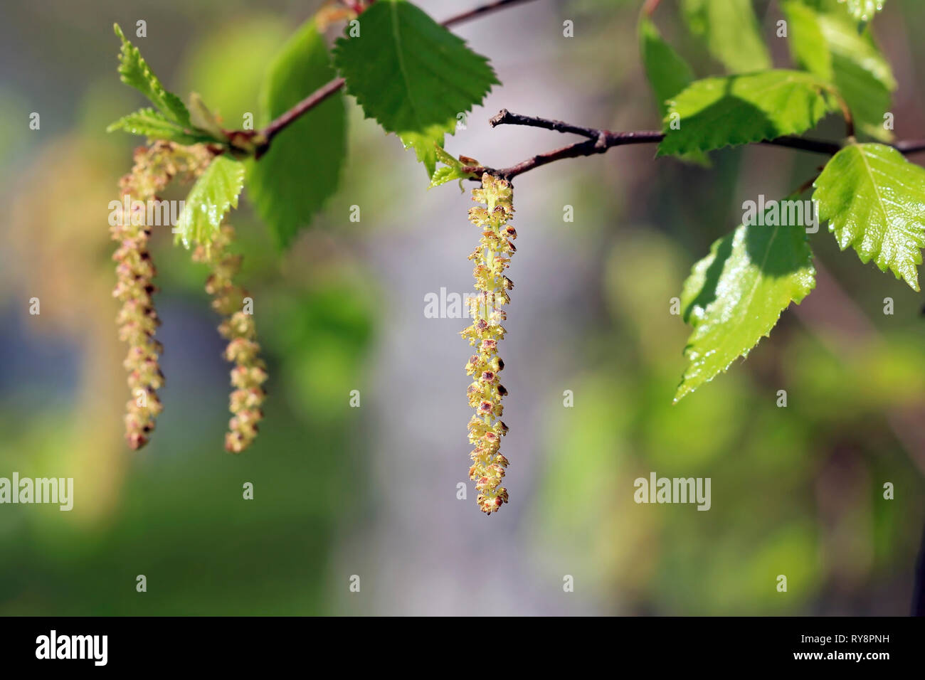 Birch tree (Betula) blossoms or catkins and green leaves in the spring