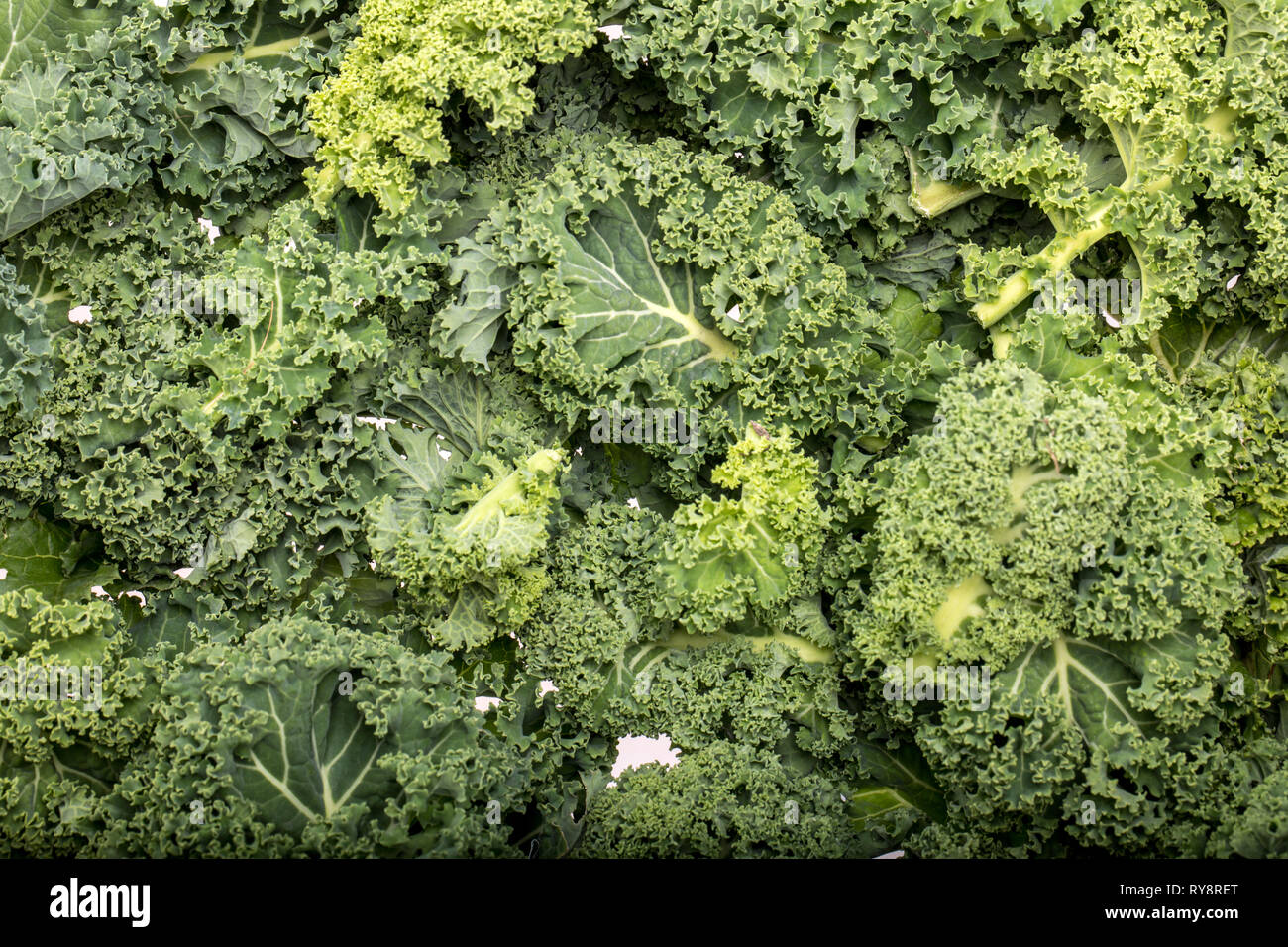 A healthy fresh curly kale Stock Photo Alamy