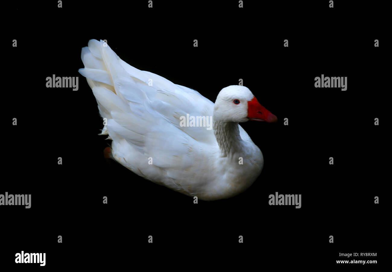 White duck on black background with empty space at right side for caption Stock Photo