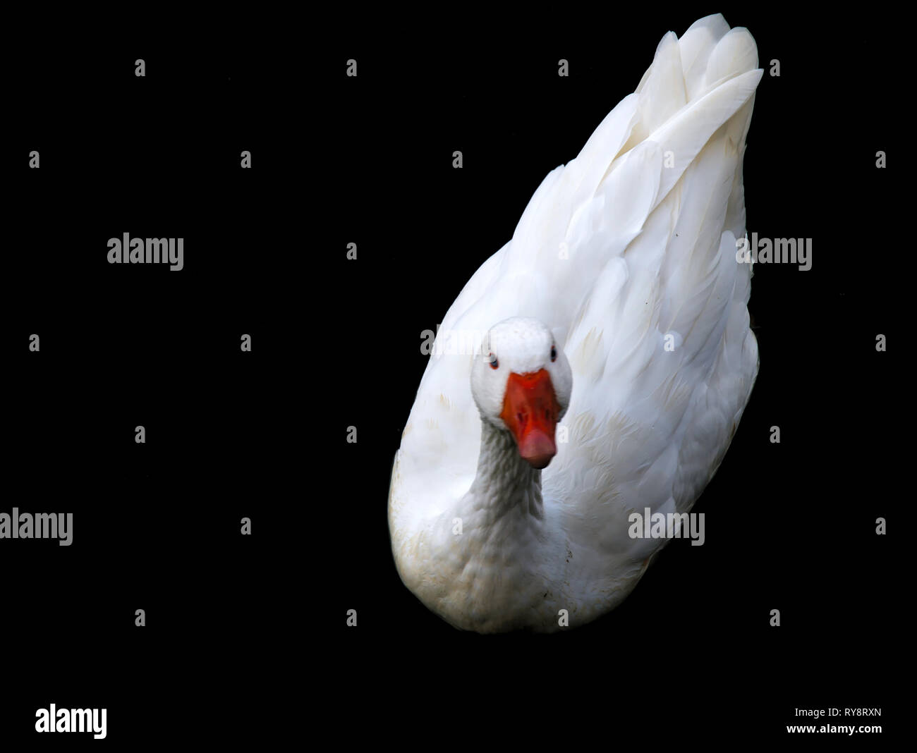 White duck on black background with empty space at right side for ...