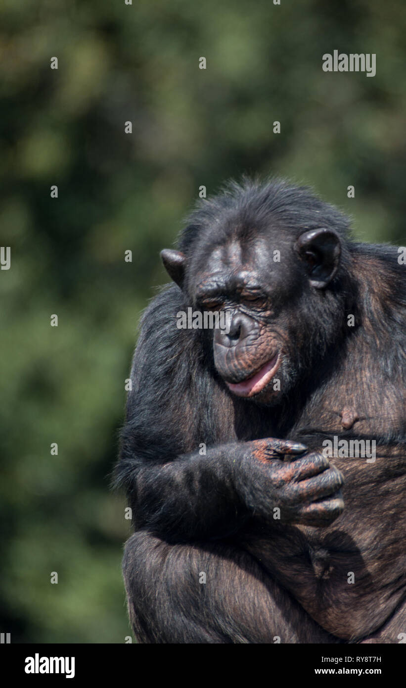 Europe, Italy, Rome, The Bioparco,  common chimpanzee, Pan troglodytes, great ape Stock Photo