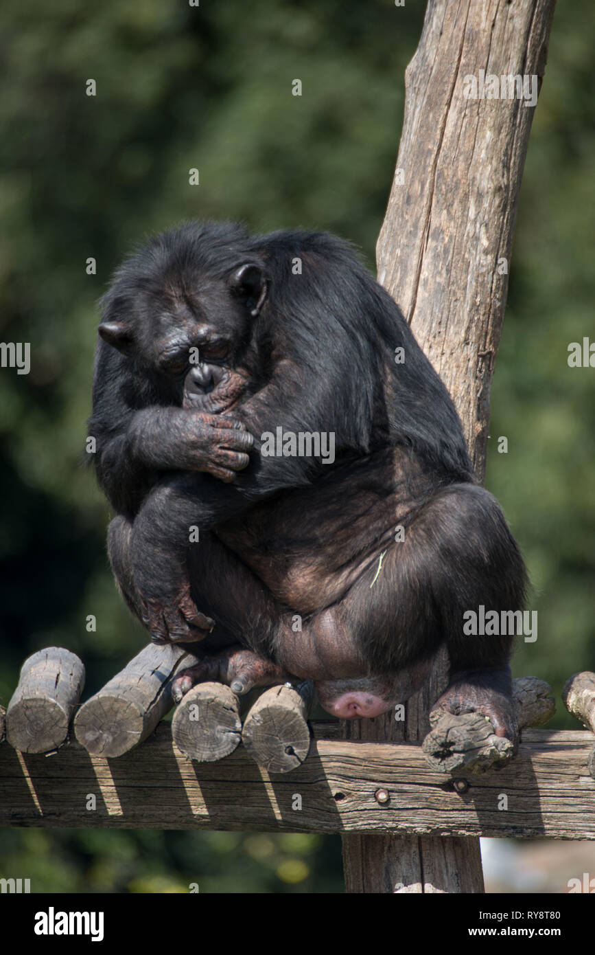 Europe, Italy, Rome, The Bioparco,  common chimpanzee, Pan troglodytes, great ape Stock Photo