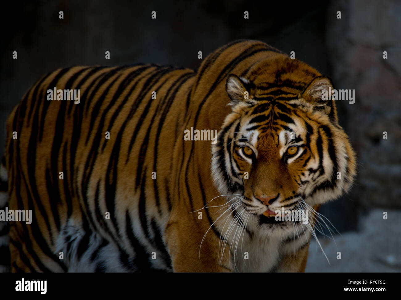 Europe, Italy, Rome, The Bioparco,  Sumatran tiger, Panthera tigris sondaica Stock Photo