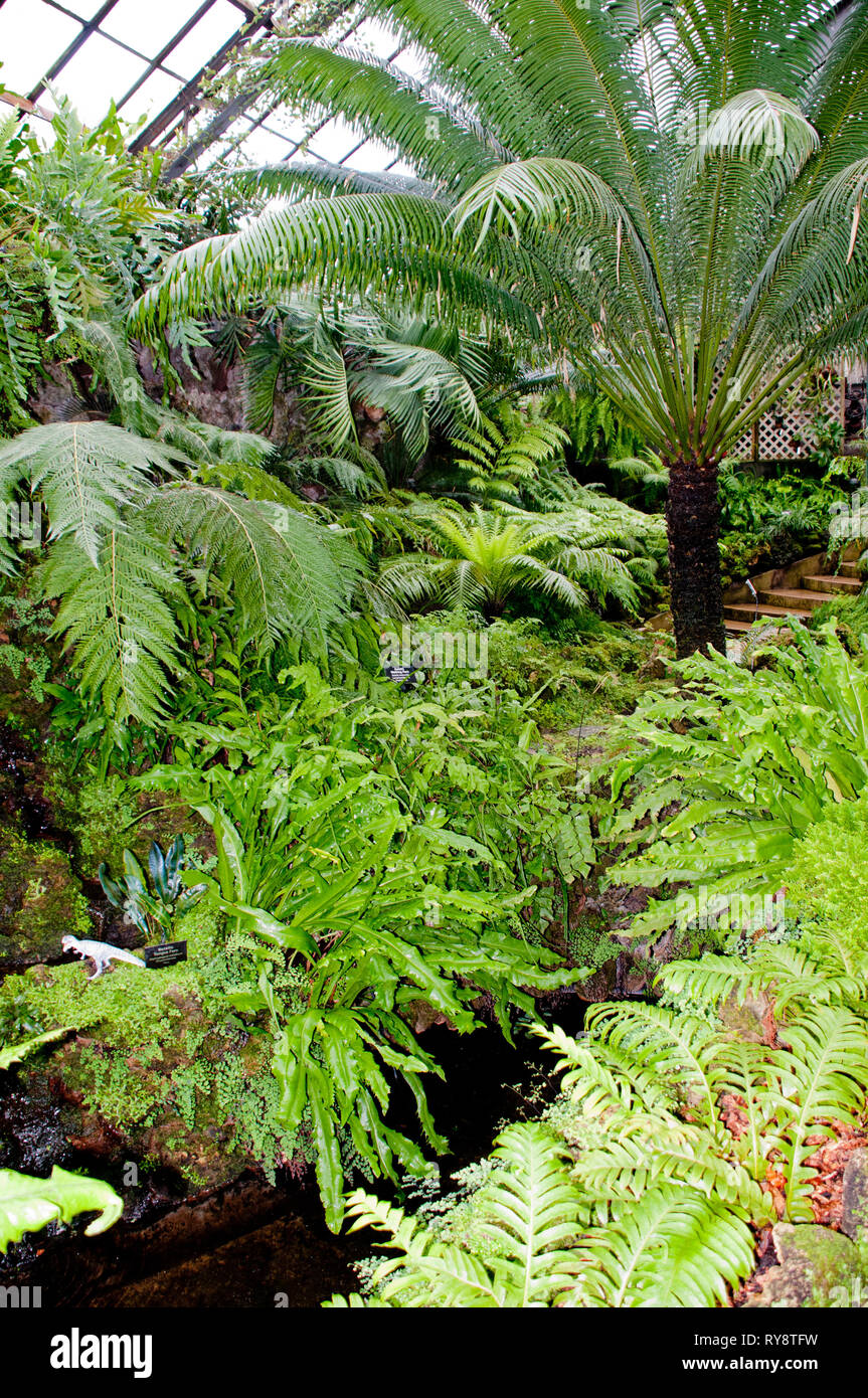 Leslie birds nest fern hires stock photography and images Alamy
