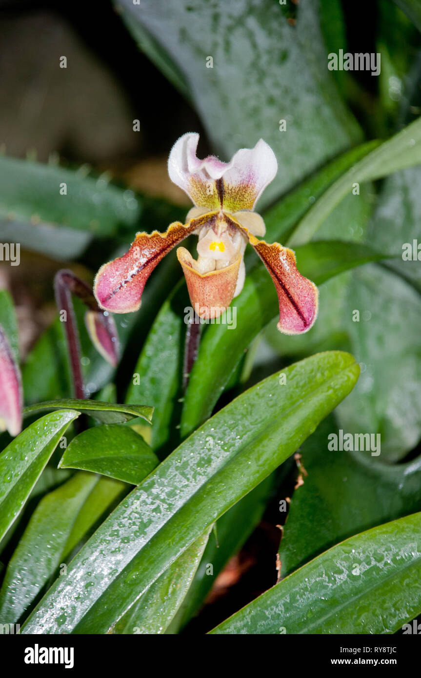 America, United States, Illinois, Chicago Botanical Garden, Lady Slipper Orchid, Paphiopedilum London Wall 'Green Gold' Stock Photo