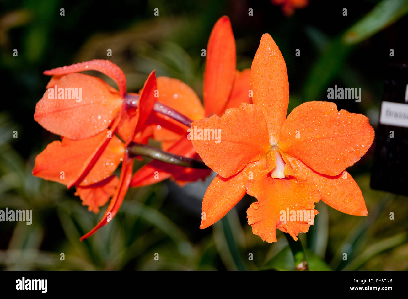 America, United States, Illinois, Chicago Botanical Garden, Brassolaeliocattleya Orchid Stock Photo