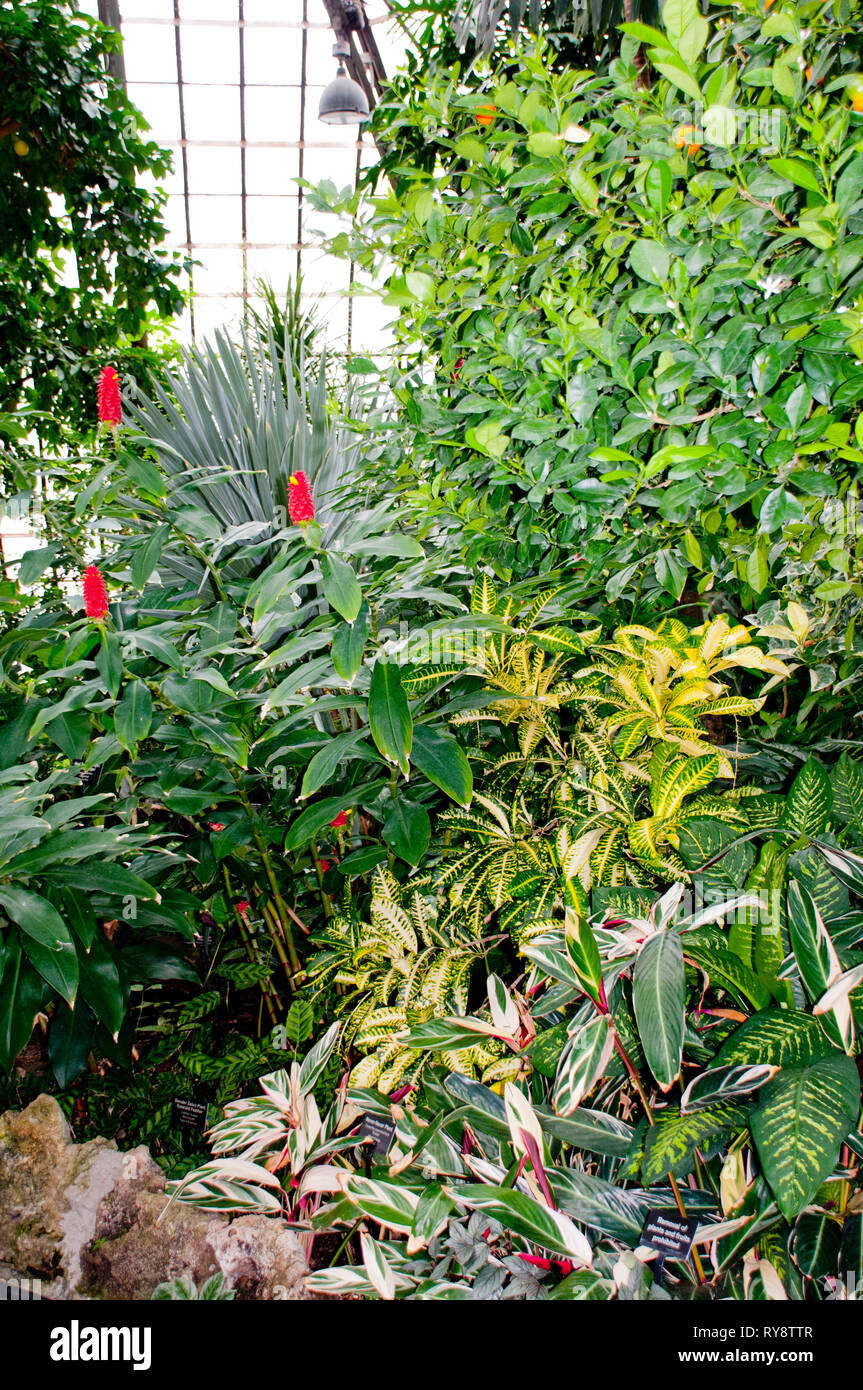 America, United States, Illinois, Chicago Botanical Garden, greenhouse
