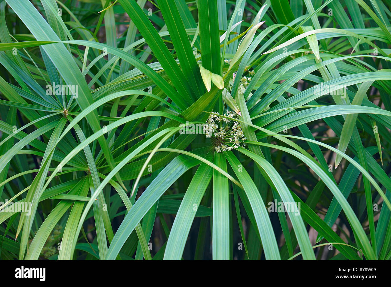 Umbrella plant (Cyperus alternifolius). Called Umbrella palm, Umbrella papyrus and Umbrella sedge also. Another scientific name is Cyperus involucratu Stock Photo