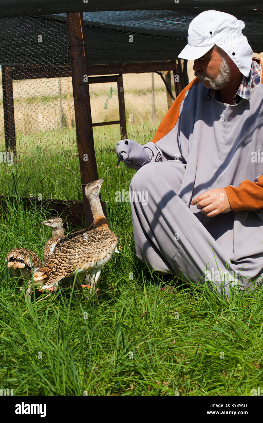 Great Bustard chicks (Otis tarda ) being fed with Lucerne leaves as part of the GT Bustard Group research work, David Waters dressed as a surrogate wi Stock Photo