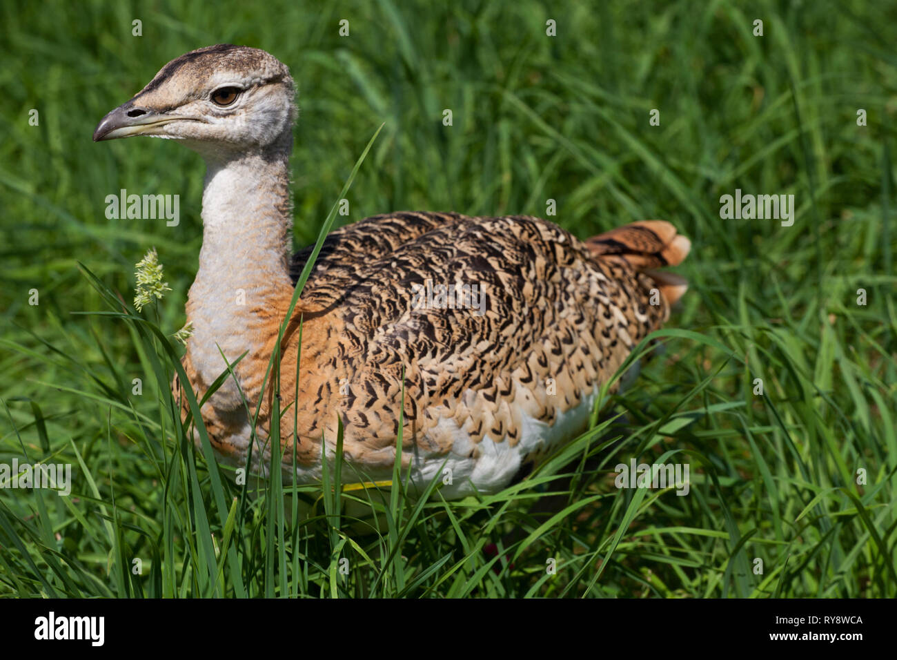 Great Bustard (Otis tarda ) chicks in rearing pen, part of Salisbury Plain reintroduction project hand rearing and releasing into wild to create a sus Stock Photo