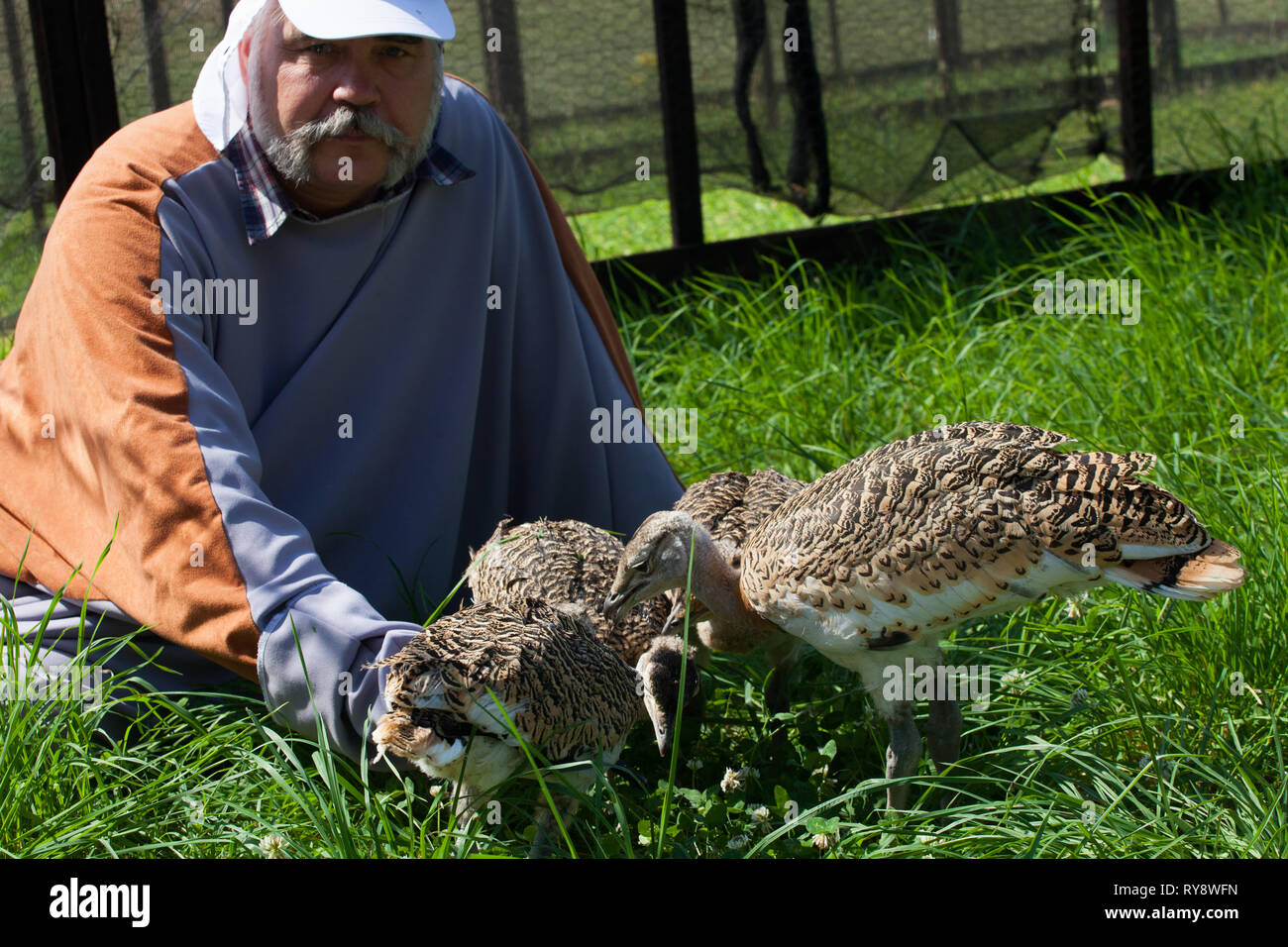 Great Bustard chicks (Otis tarda ) being fed with Lucerne leaves as part of the GT Bustard Group research work, David Waters dressed as a surrogate wi Stock Photo