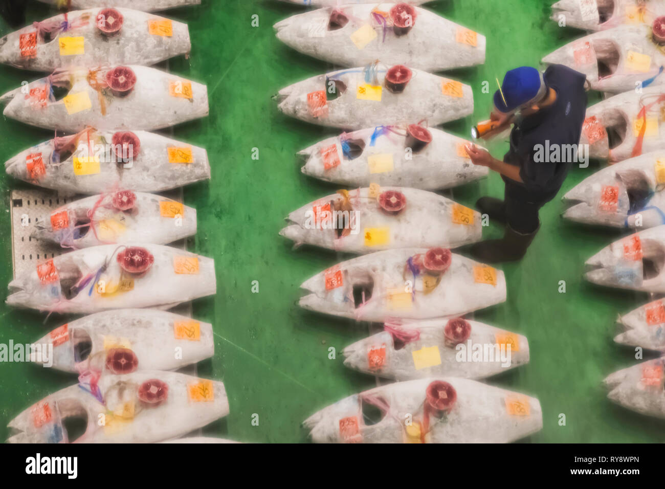 Japan, Honshu, Tokyo, Toyosu Fish Market, View of The Early Morning