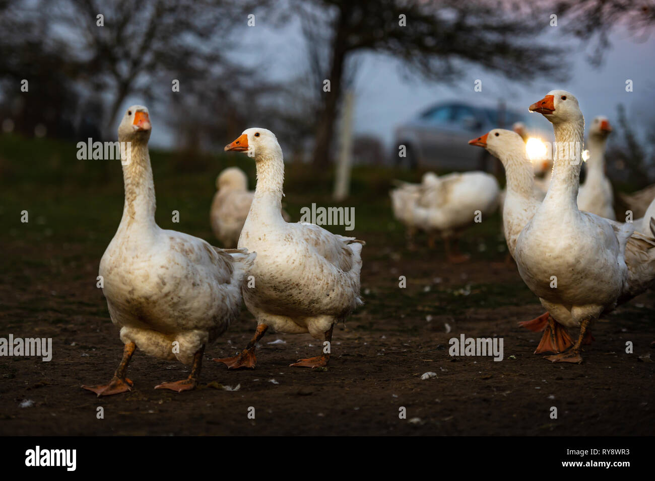 White fattened geese at dusk next to a busy road Stock Photo