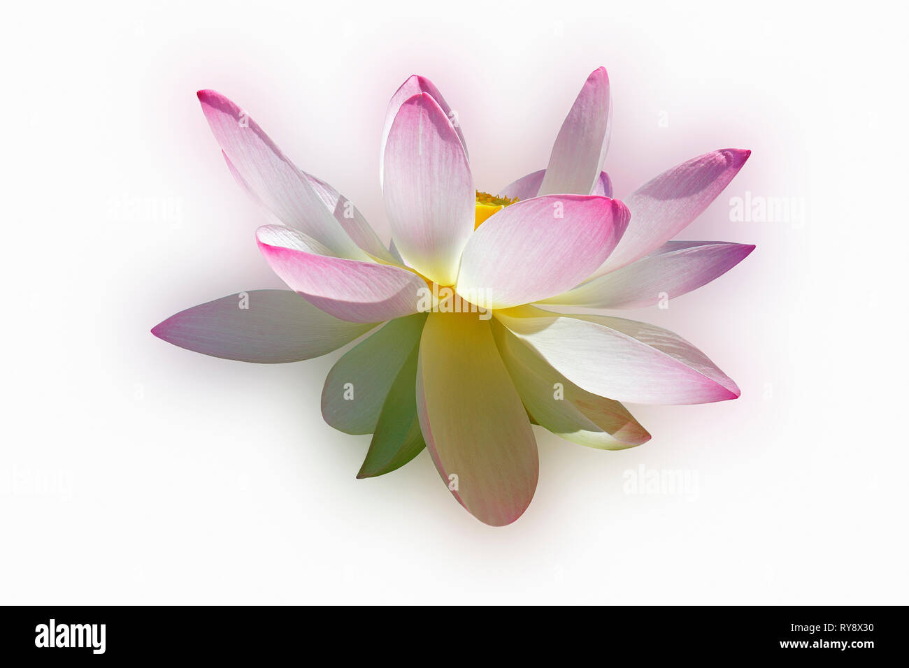 Sacred lotus (Nelumbo nucifera). Known also as Indian Lotus, Bean of India and Lotus. Stock Photo