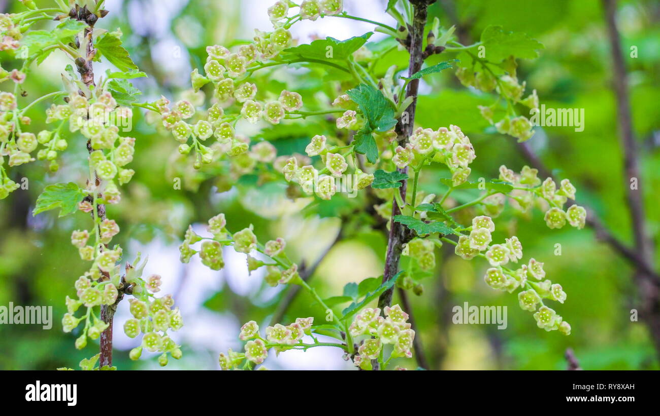 The white small flowers of the Ribes uva-crispa plant also known as the blackcurrant plant in the garden Stock Photo