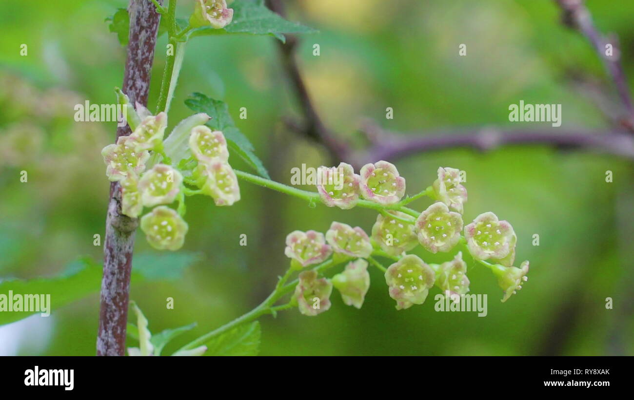 Small white flowers of the Ribes uva-crispa plant also known as the blackcurrant plant in the garden Stock Photo