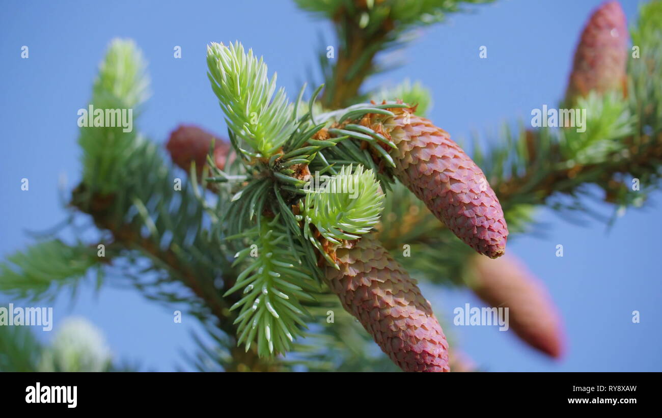 The brown flower of the Abies Alba tree with the spikey small green leaves on the branches Stock Photo