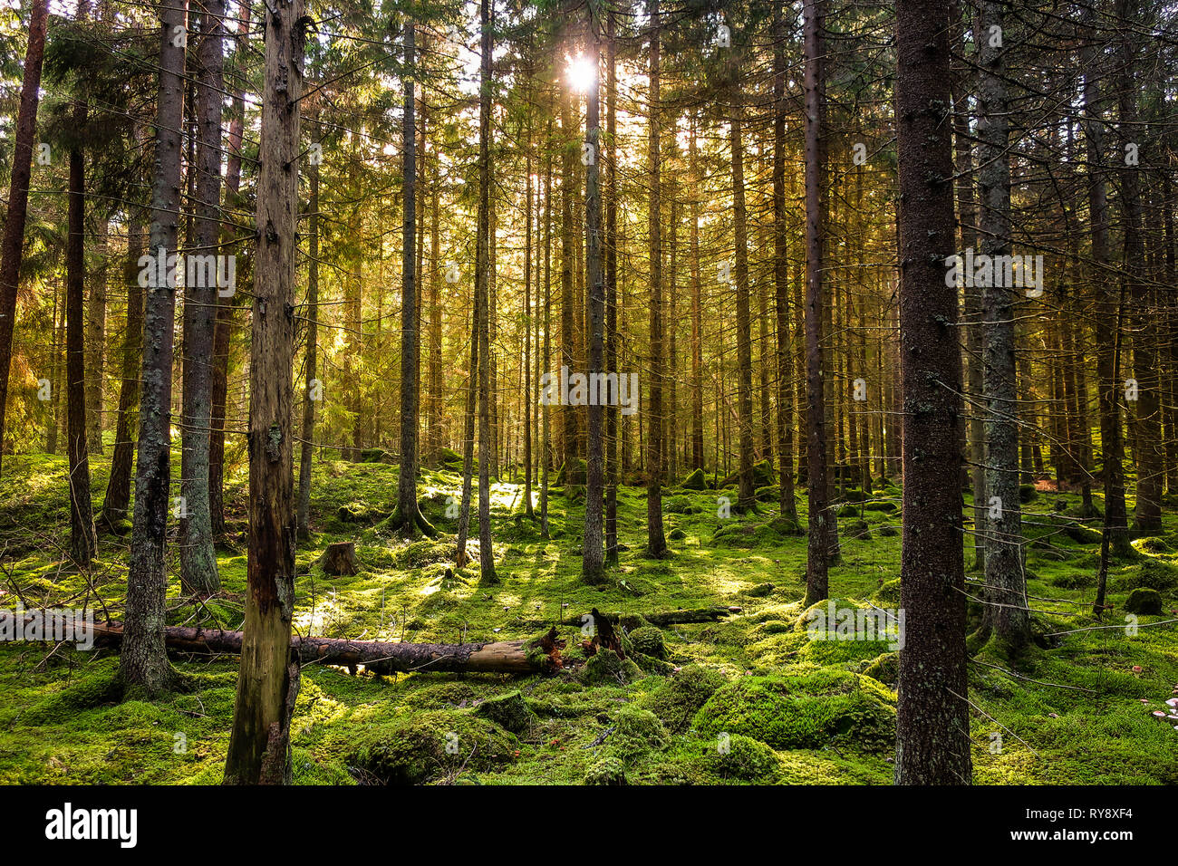 Cozy mossy green forest with warm back-light in the sunset. Stock Photo