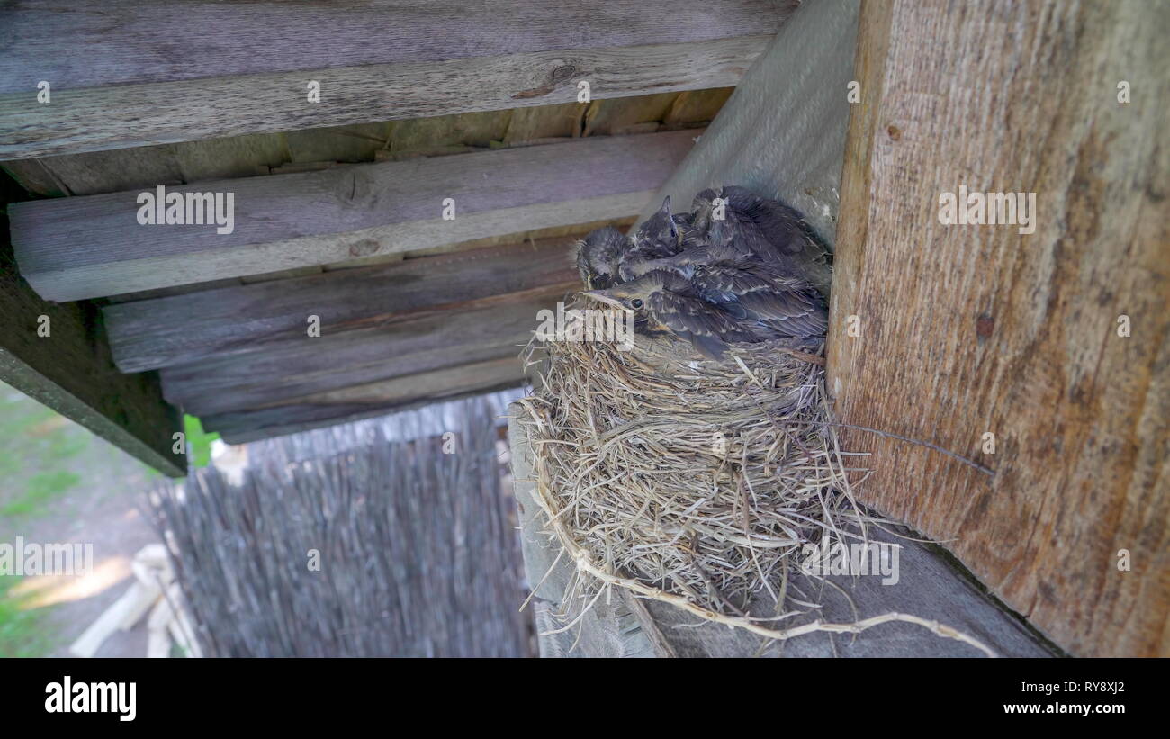 Nest in the attic hires stock photography and images Alamy