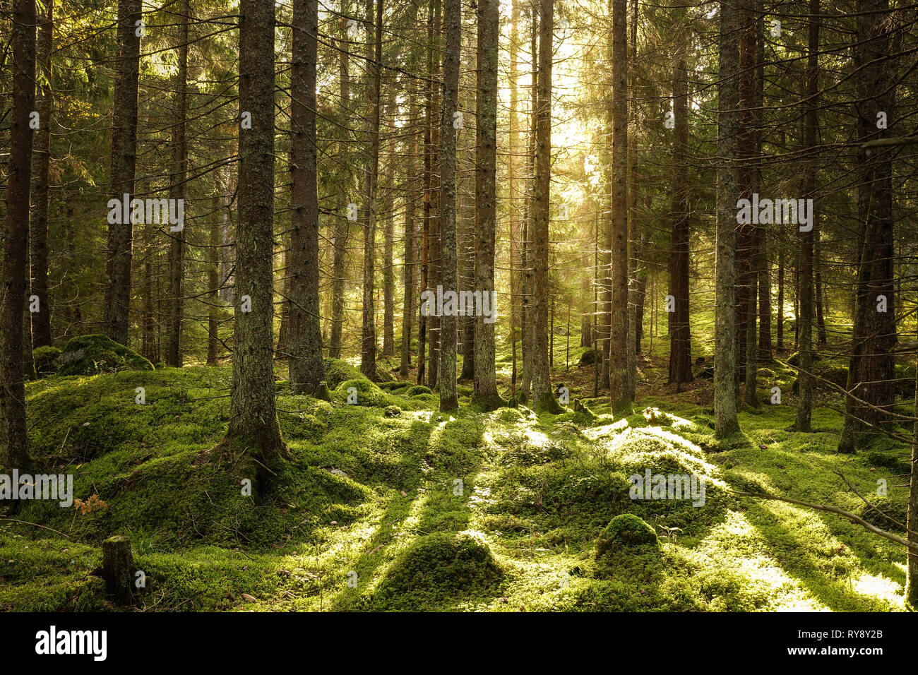 Beautiful coniferous forest. Backlit trees in warm cozy sunset. Stones and ground covered of green moss. Stock Photo