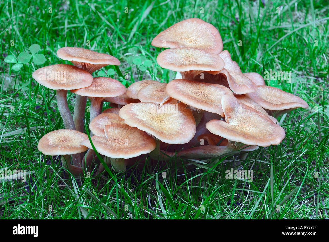 Ringless honey fungus (Armillaria tabescens Stock Photo - Alamy