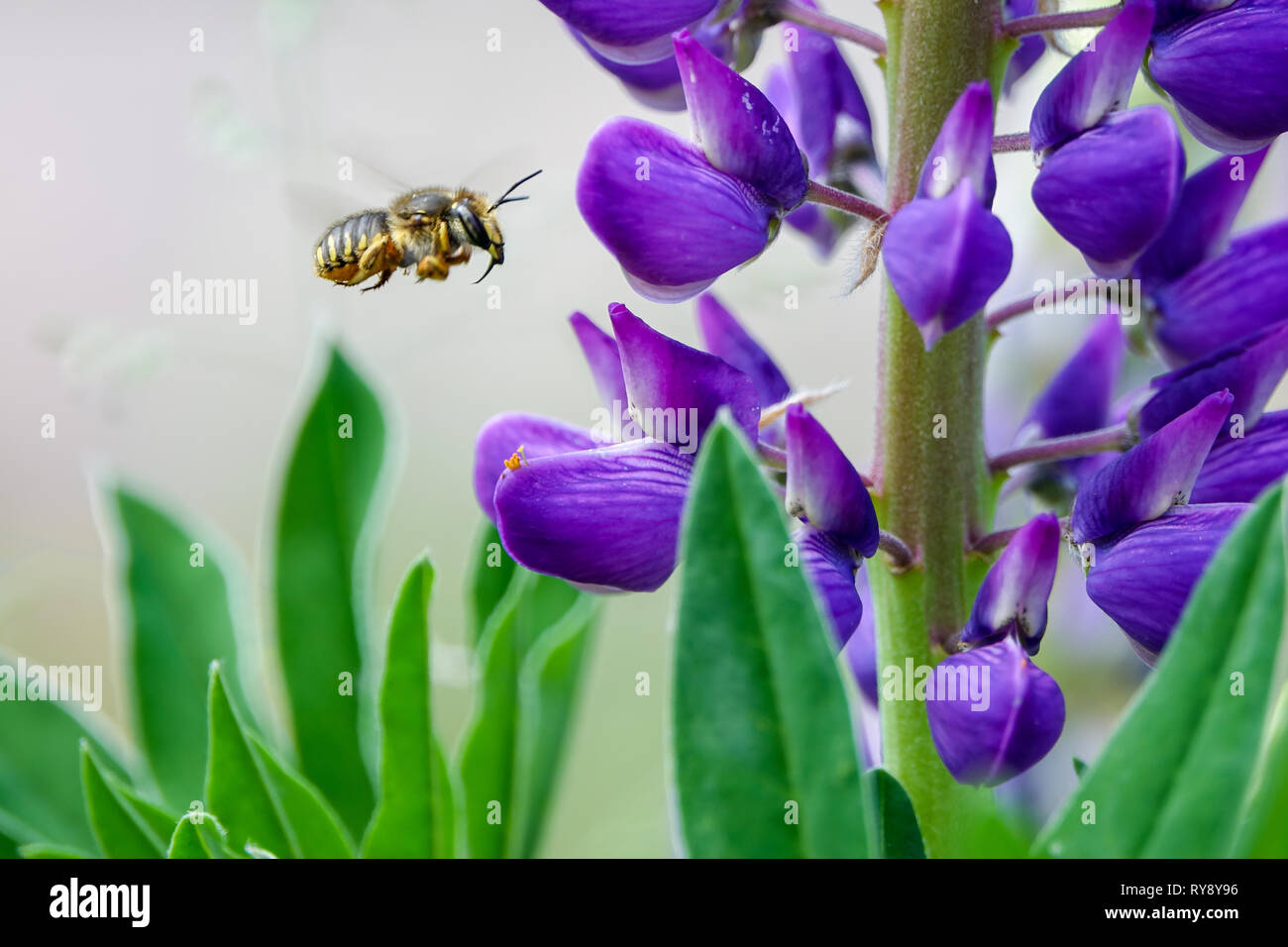 Pollination. Bee flies and collects nectar from a purple lupine. Beautiful picture with blurred background. Stock Photo