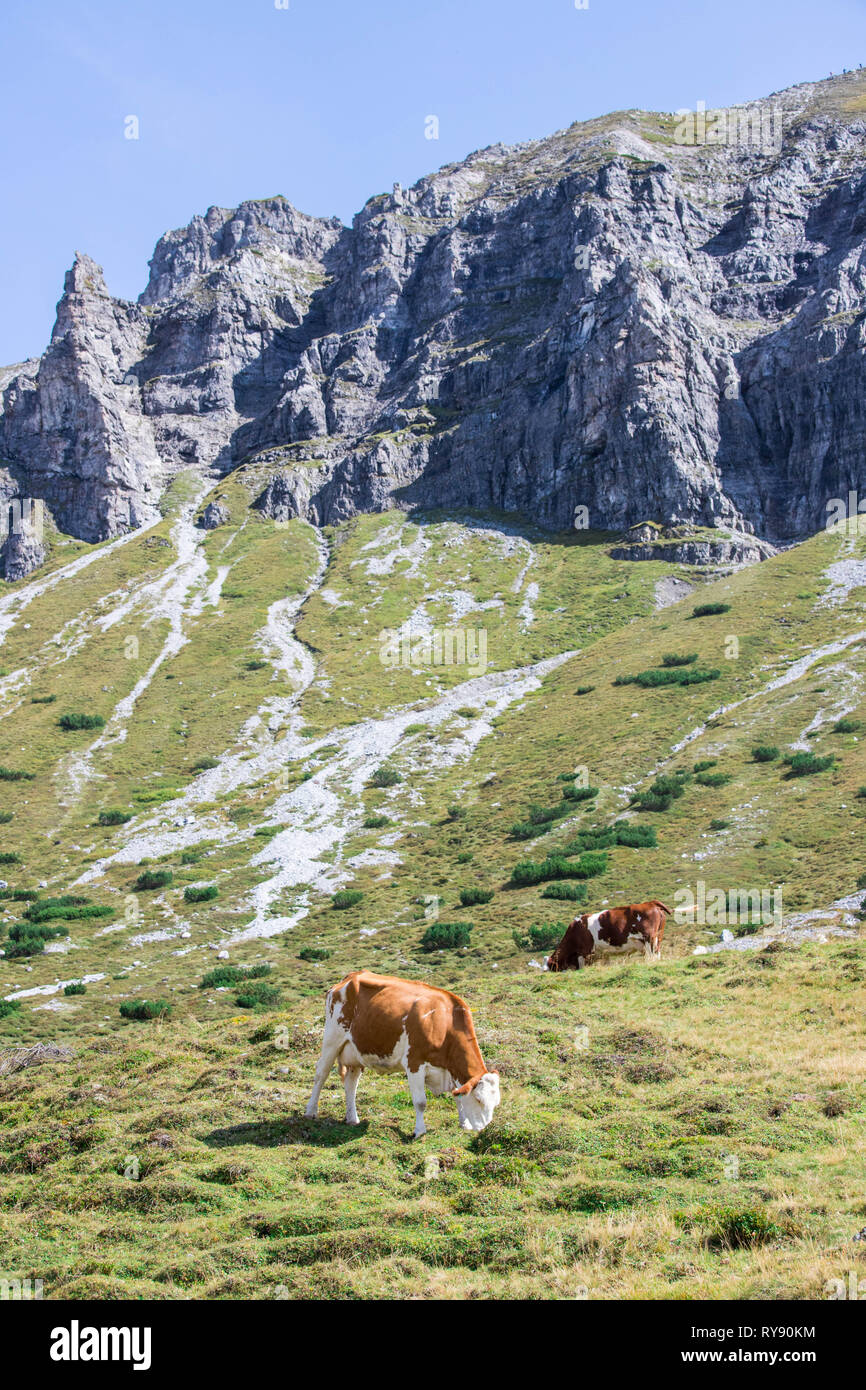 Cows are grazing in the alpine meadow, mountain chain in the background ...