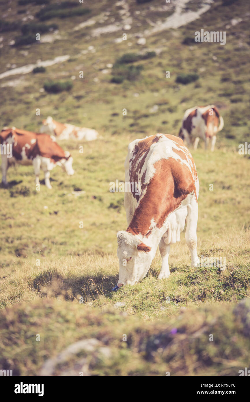 Cows are grazing in the alpine meadow, mountain chain in the background ...