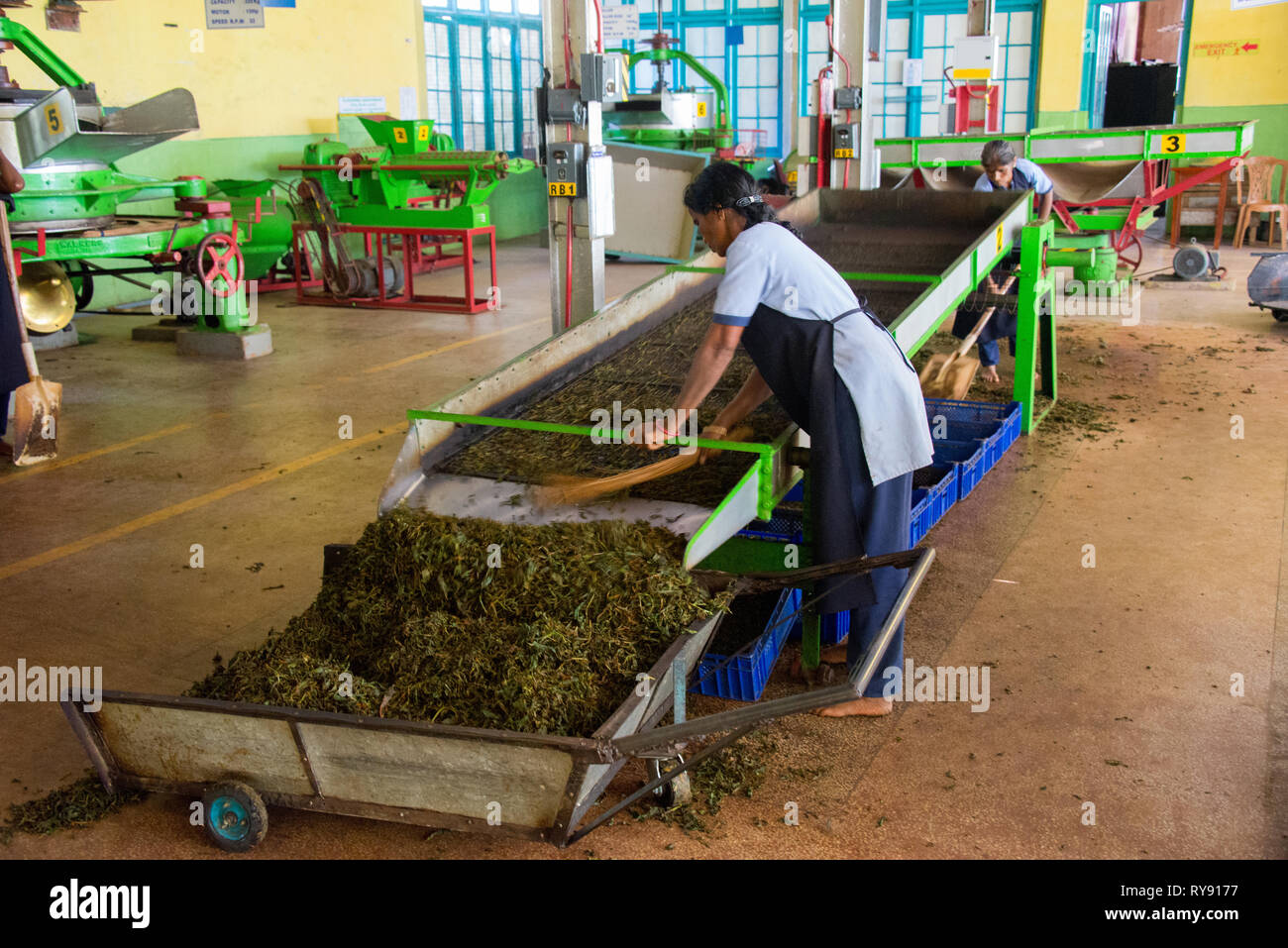 Asia, Sri Lanka, Nuwara Eliya, tea factory Stock Photo