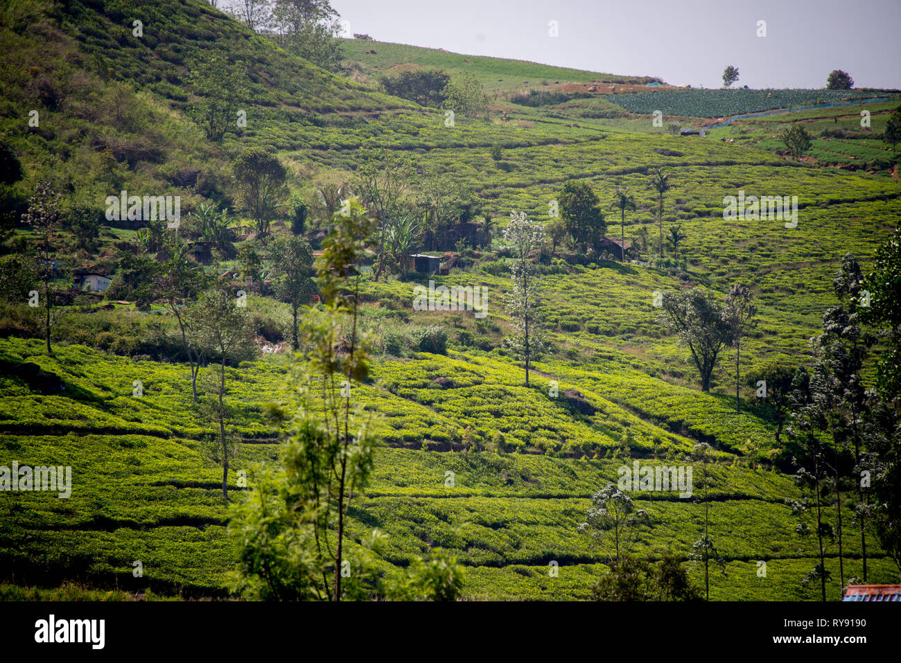 Asia, Sri Lanka, Nuwara Eliya, tea plantation Stock Photo