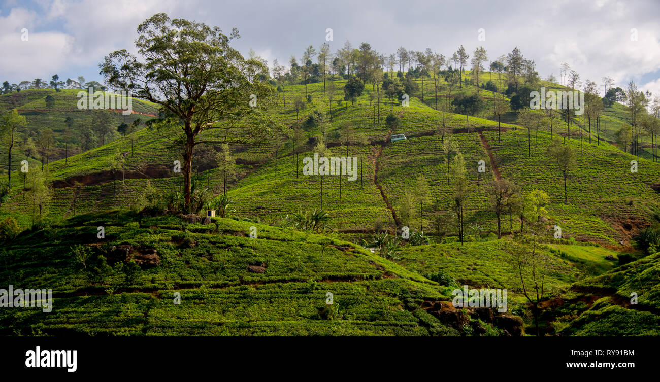 Asia, Sri Lanka, Nuwara Eliya, tea plantation Stock Photo