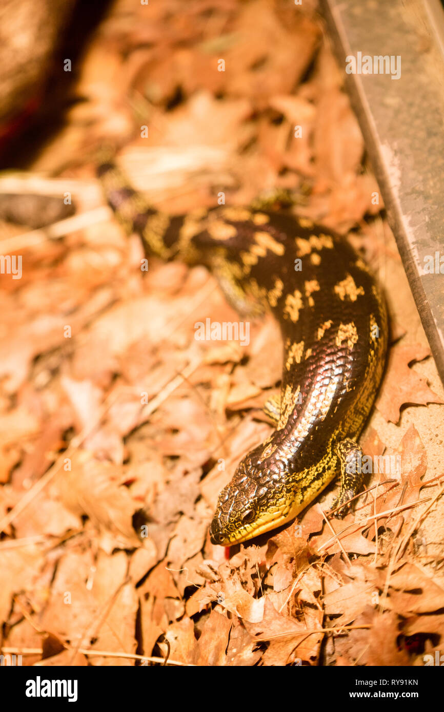 Skink top view Stock Photo