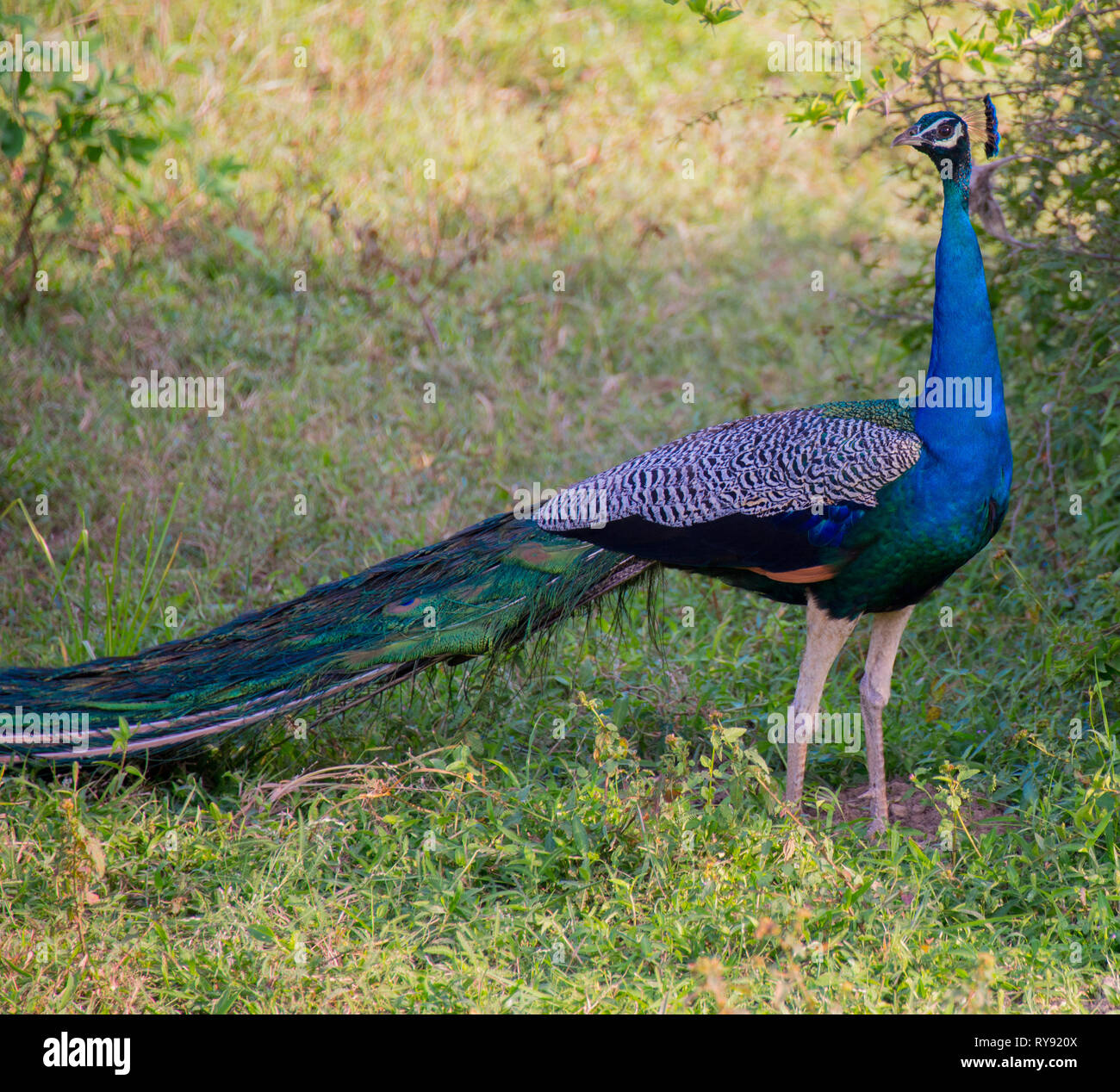 Asia, Sri Lanka, Yala National Park, Indian peafowl, blue peafowl, Pavo cristatus Stock Photo
