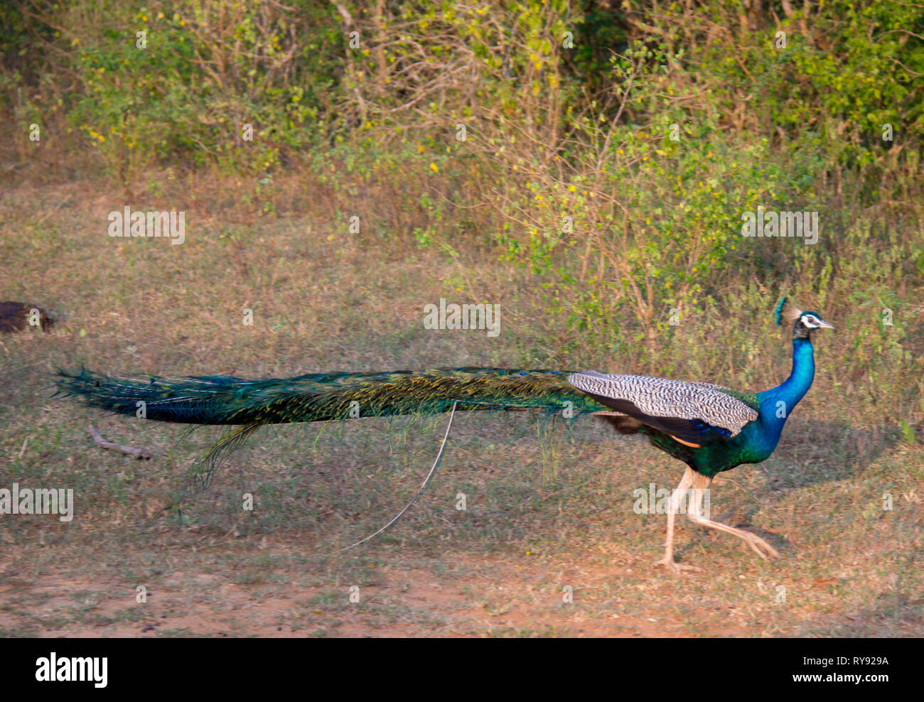 Asia, Sri Lanka, Yala National Park, Indian peafowl, blue peafowl, Pavo cristatus Stock Photo