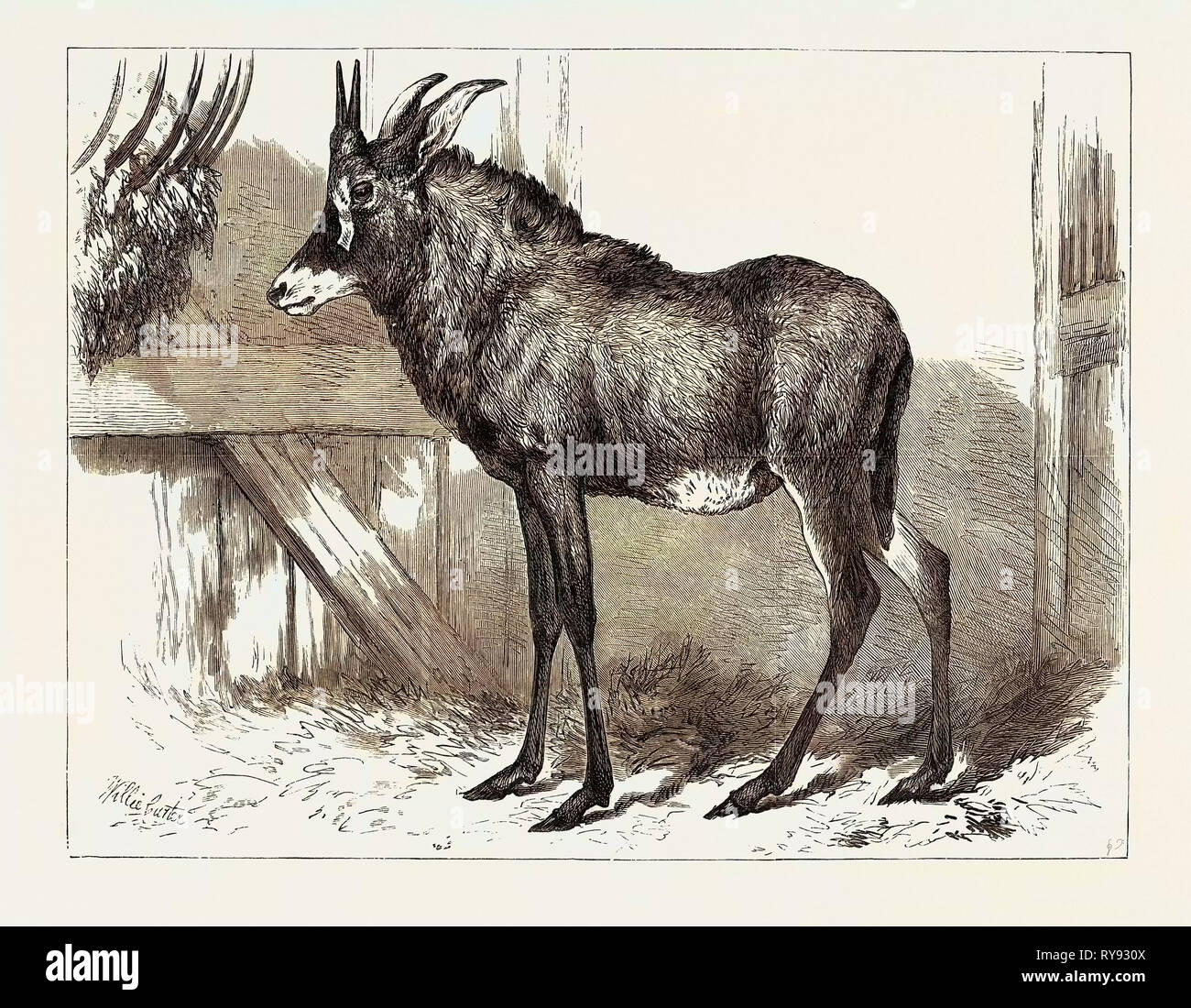 The Equine Antelope of Nubia in the Gardens of the Zoological Society London 1879 Stock Photo