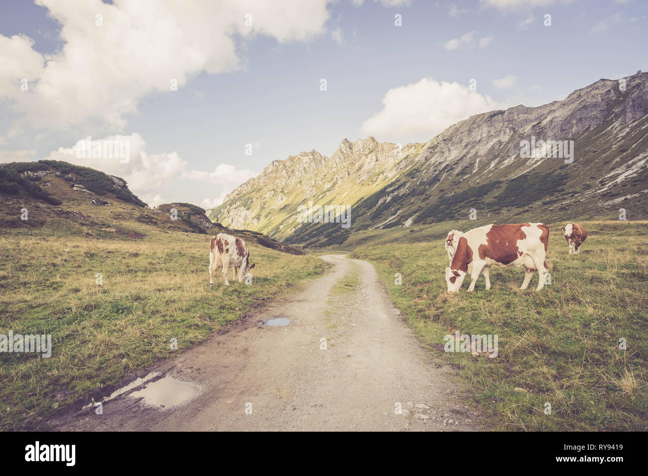 Cows are grazing in the alpine meadow, mountain chain in the background ...