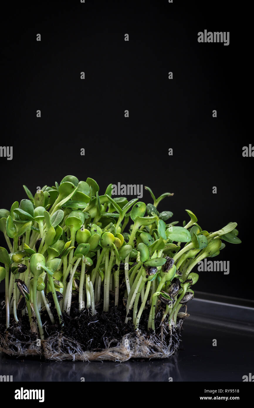 Sunflower micro greens (sprouts) on a dark background as a symbol of spring Stock Photo