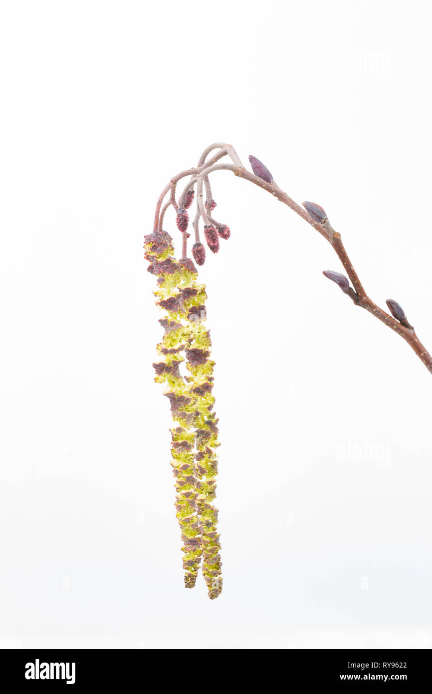 Male and female flowers of the common alder, alder glutinosa. The long yellow catkins are male and the small red flowers are female. These will ultima Stock Photo