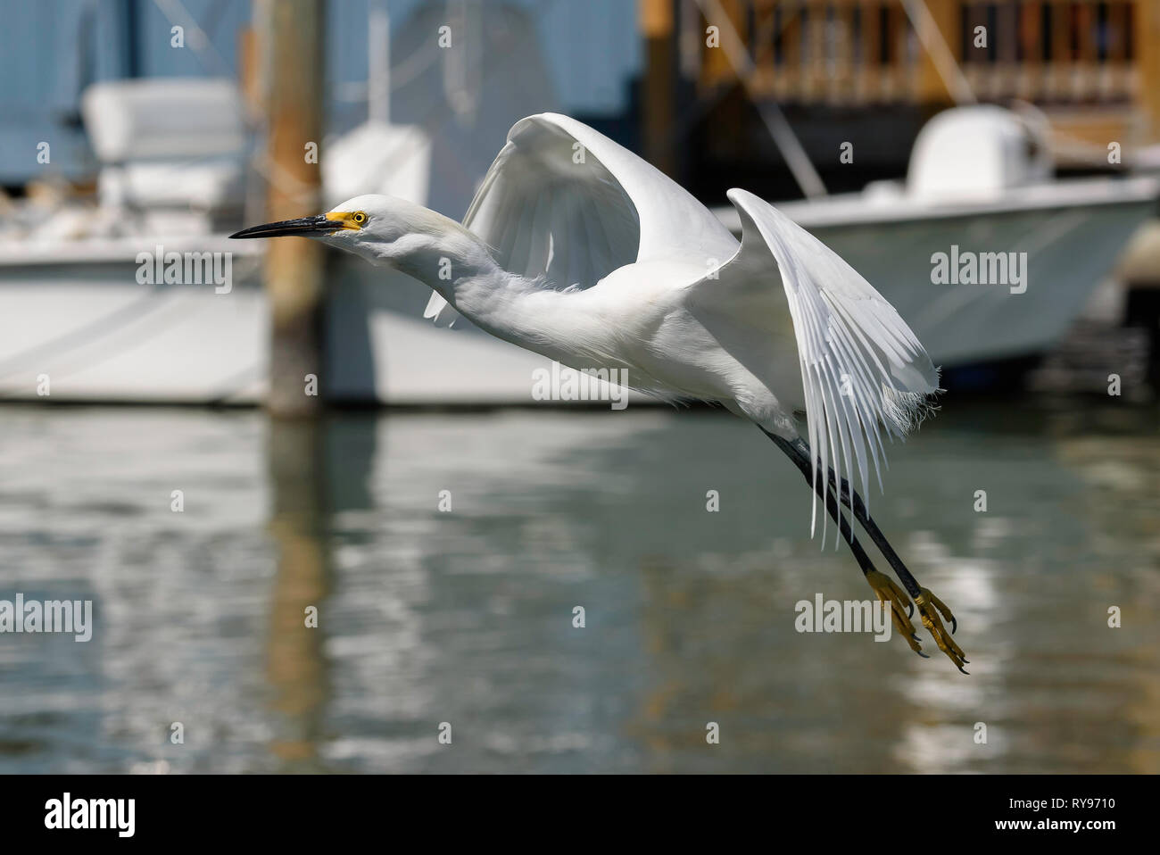 Snowy egret (Egretta thula) taking off from Rose Marina, Marco Island, Florida, USA Stock Photo