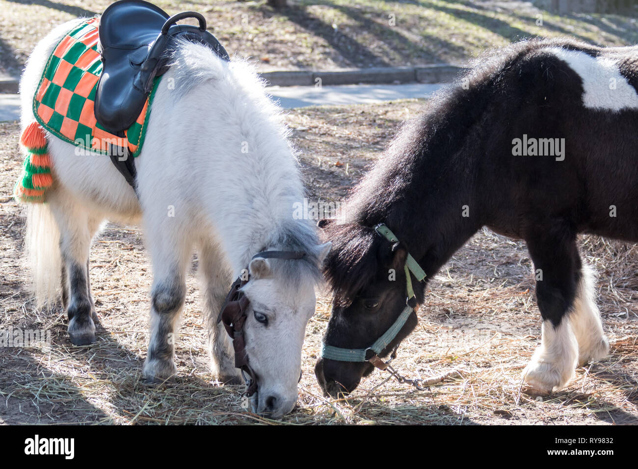 A couple of ponies, white and black, eating grass and waiting for