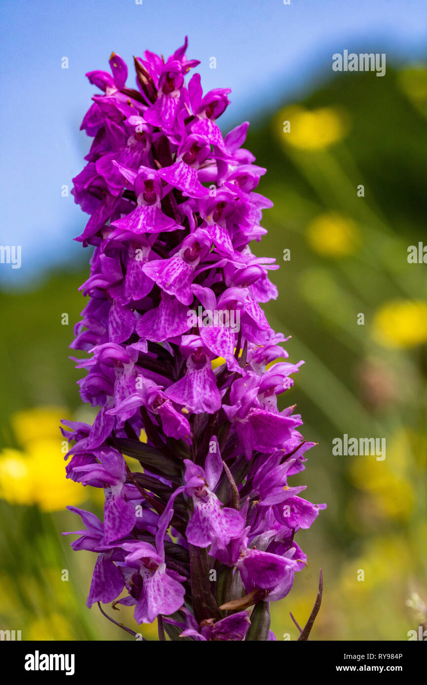 Detail an Early Purple Orchid Flower Spike (Orchis mascula) Growing in
