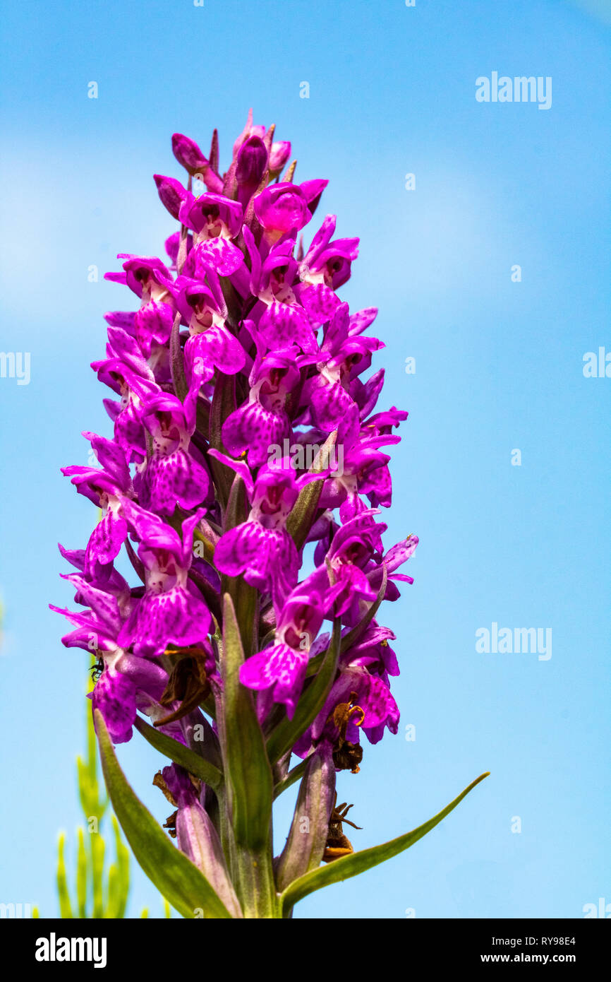 Close up Detail an Early Purple Orchid Flower Spike Orchis