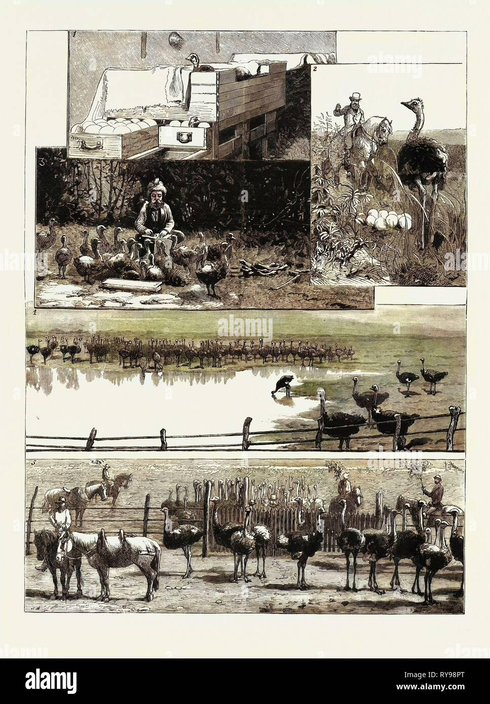 1. Artificial Incubation. 2. A Bird Disturbed from Its Nest. 3. Indian Coolie Nursing Young Birds. 4. Ostriches Drinking 5. Mustering the Birds. Ostrich Farming at Heatherton, Near Grahamstown, South Africa Stock Photo