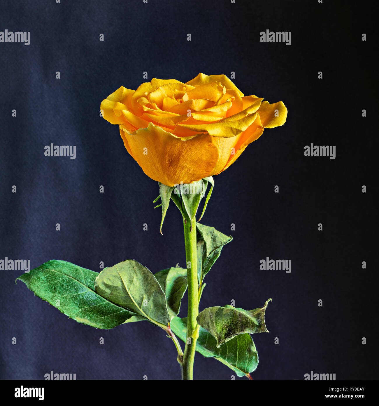 One yellow rose isolated on black background. Stock Photo