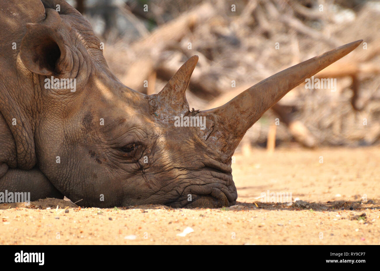Rhino in safari park. Israel. Stock Photo
