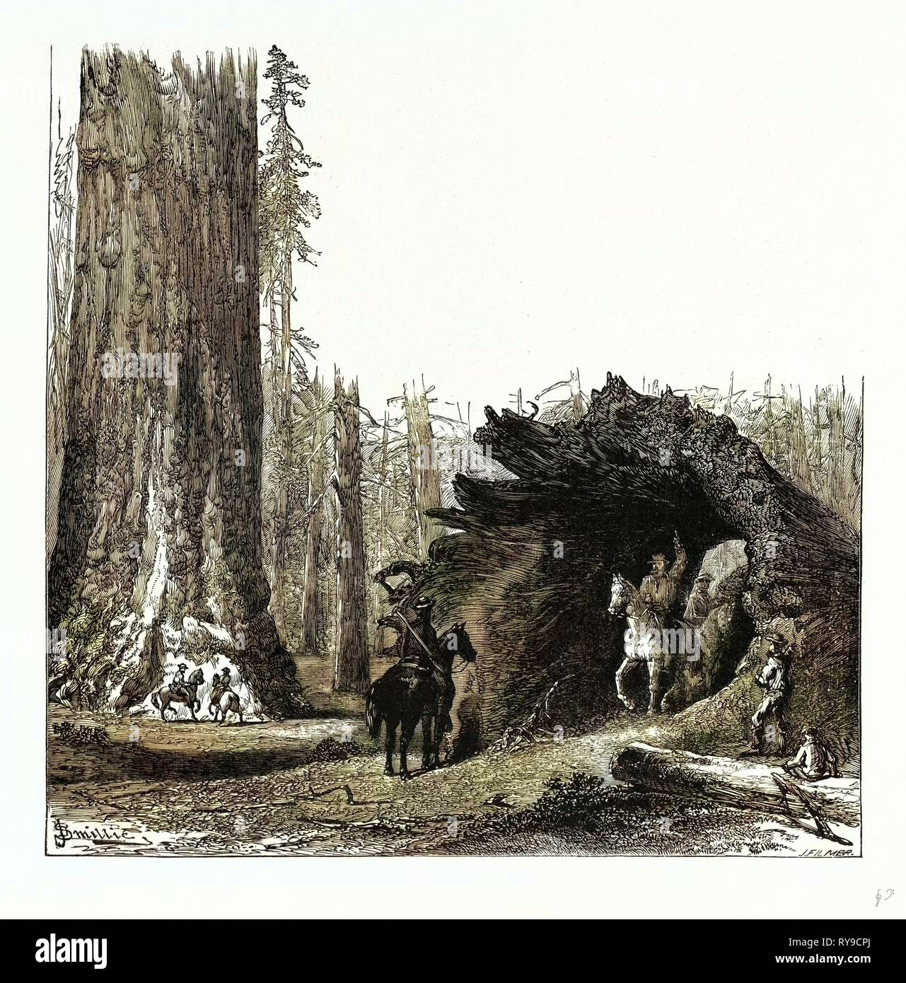 The Fallen Sequoia Tree United States of America Stock Photo
